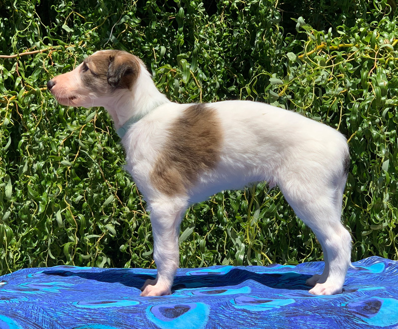 5 weeks - Boy 3 left